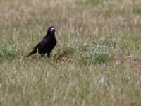 2016-05-19 10h57m35 - Roek - Kolka - Cor Martijn